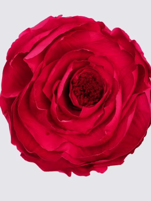 10. Large Preserved Peonies
