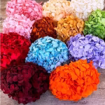 22 cm Preserved Hydrangeas – 6-Unit Export Quarter Box (QB)