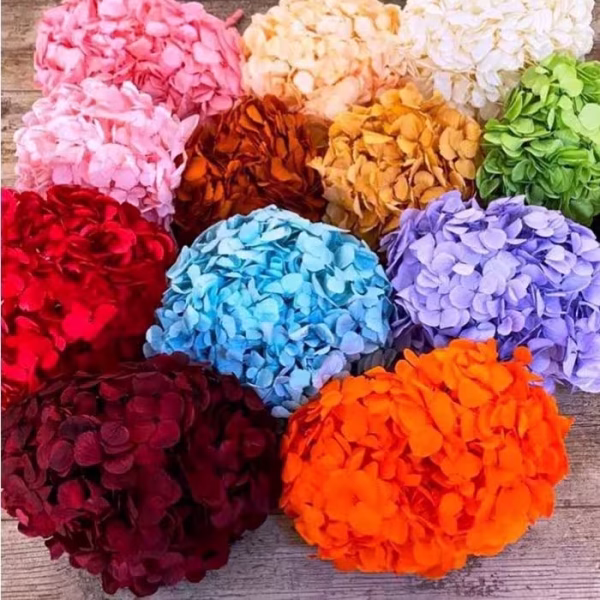 6-Unit Export Quarter Box (QB) 22 cm Preserved Hydrangeas – 6-Unit Export Quarter Box (QB)