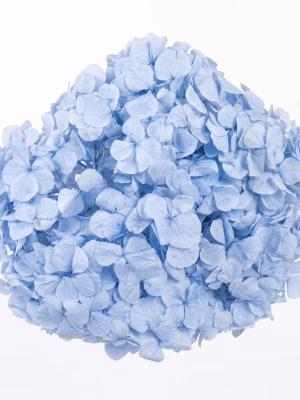 16. 22 cm Preserved Hydrangeas - 6-Unit Export Quarter Box (QB)