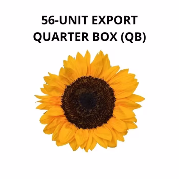 Large Preserved Sunflowers
