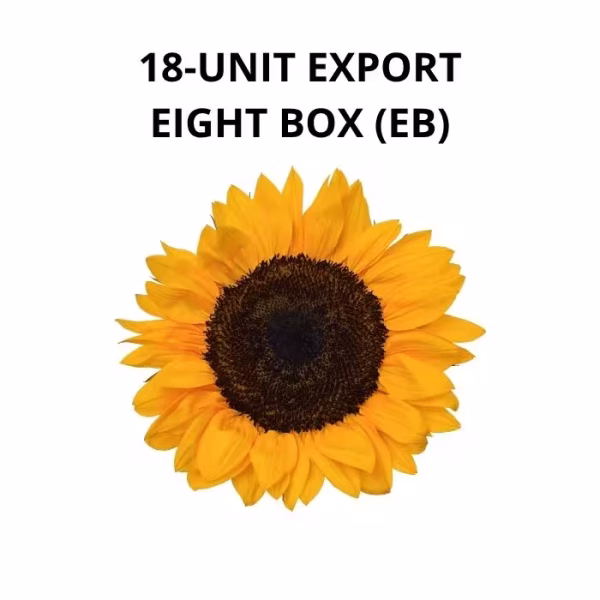 Large Preserved Sunflowers