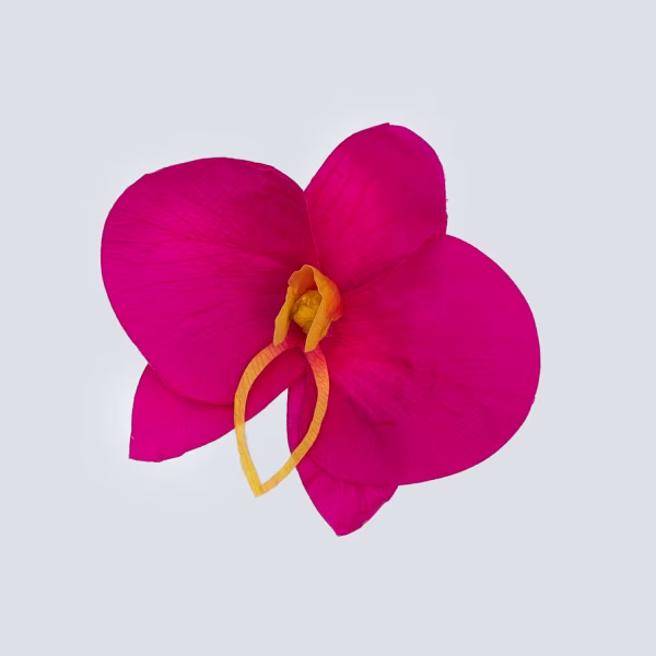 Orchid Single no Box Foto 82 Large Preserved Orchids – 56-Unit Export Quarter Box (QB)