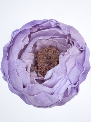 Large Preserved Peonies – 18-Unit Export Eight Box (EB)
