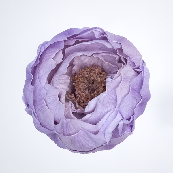 Large Preserved Peonies – 18-Unit Export Eight Box (EB)