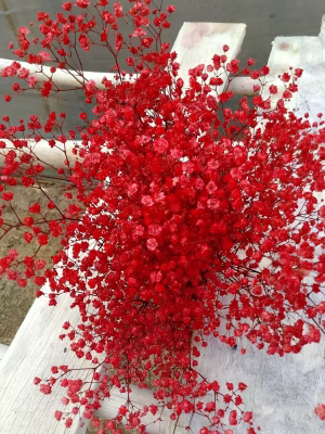 15. Preserved Gypsophila – 30-Unit Export Quarter Box (QB)