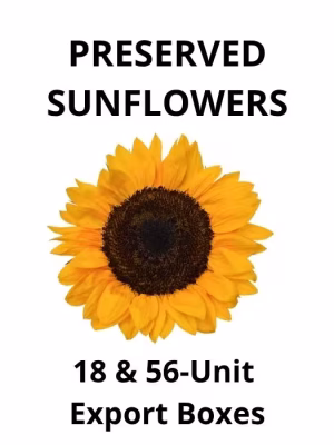 Large Preserved Sunflowers