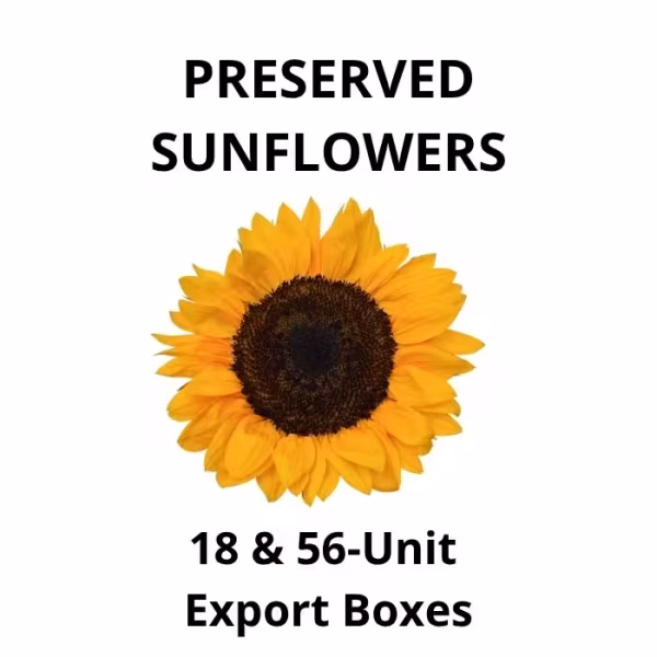 Large Preserved Sunflowers