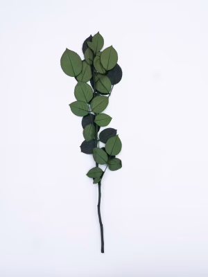 14. Preserved Rose Stems – Export