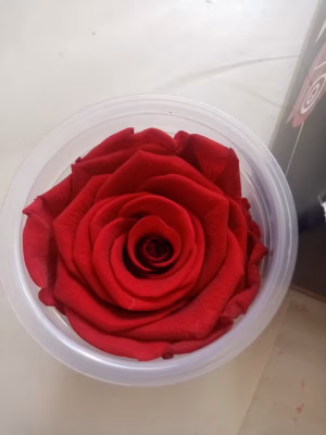 6. Medium Preserved Roses – 252-Unit Master Box (MB)