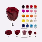 rosas l tamaño Large Preserved Roses – 252-Unit Master Box (MB)