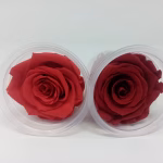 2. Large Preserved Roses – 56-Unit Export Quarter Box (QB)