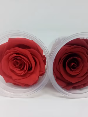 1. Large Preserved Roses – 18-Unit Export Eight Box (EB)