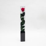 14. 56 cm Preserved Rose on Stem – 8-Unit Export Quarter Box