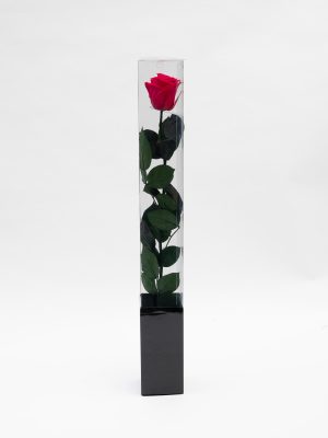 14. 56 cm Preserved Rose on Stem – 8-Unit Export Quarter Box