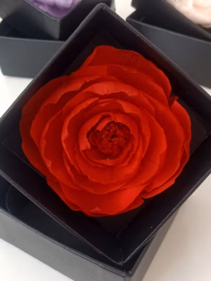 Single Preserved Peony – Black Gift Box (15-Unit Export Eight Box)