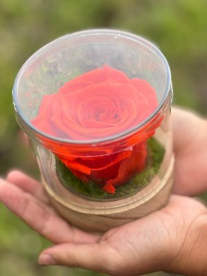 13. Jumbo Preserved Rose in Glass Dome (11-Unit Export Eight Box)