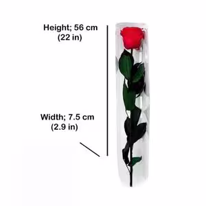 rose and stem medidas 56 cm Preserved Rose on Stem – 8-Unit Export Quarter Box